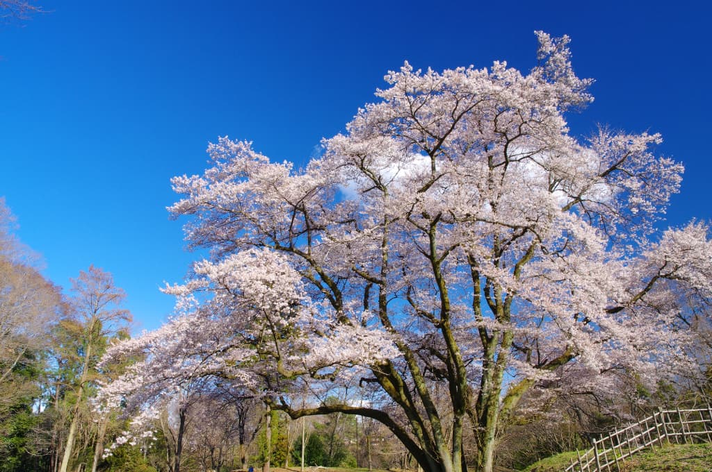 ปราสาท Hachigata