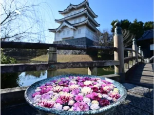 Experience Hana Chozu flowers at Oshijo!