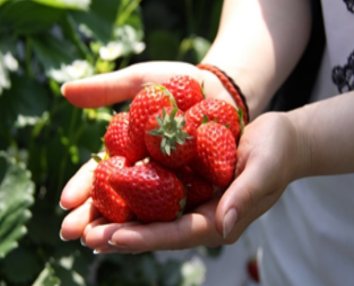 For a limited time, immerse yourself in a seasonal fruit-picking experience at Sayama Berryland.