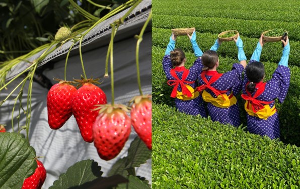 Strawberry and Tea Picking Just an Hour From Tokyo!