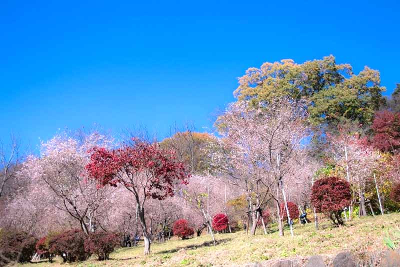 城峰公園看櫻花和紅葉,冬天的共同演出