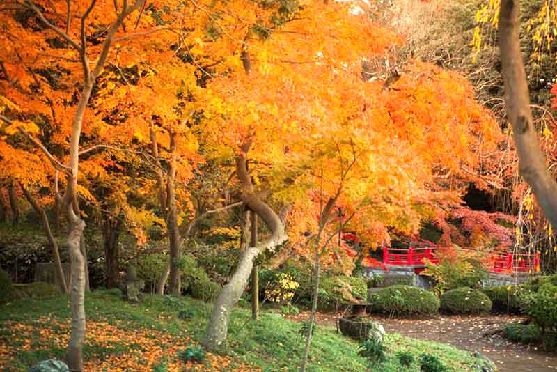 The autumn leaves of Kawagoe Kita-in ~ Edo Castle’s Momiji-yama Garden