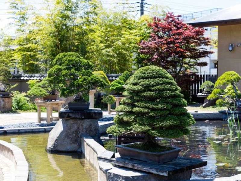 Precious bonsai at the Saitama City Omiya Bonsai Museum of Art