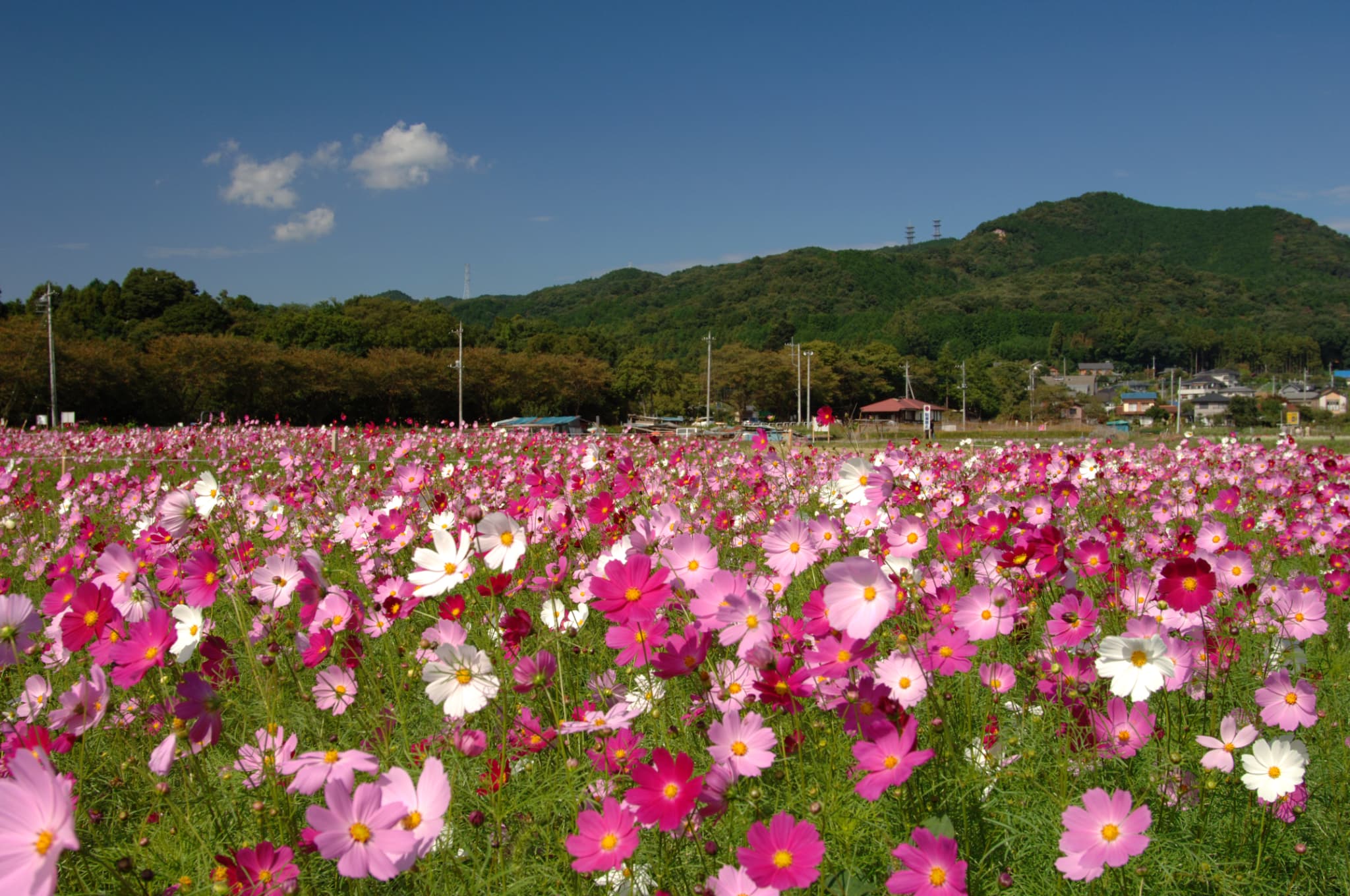 Capture the sophisticated romanticism of Japan in photos! Top recommended Hanami spots in Saitama