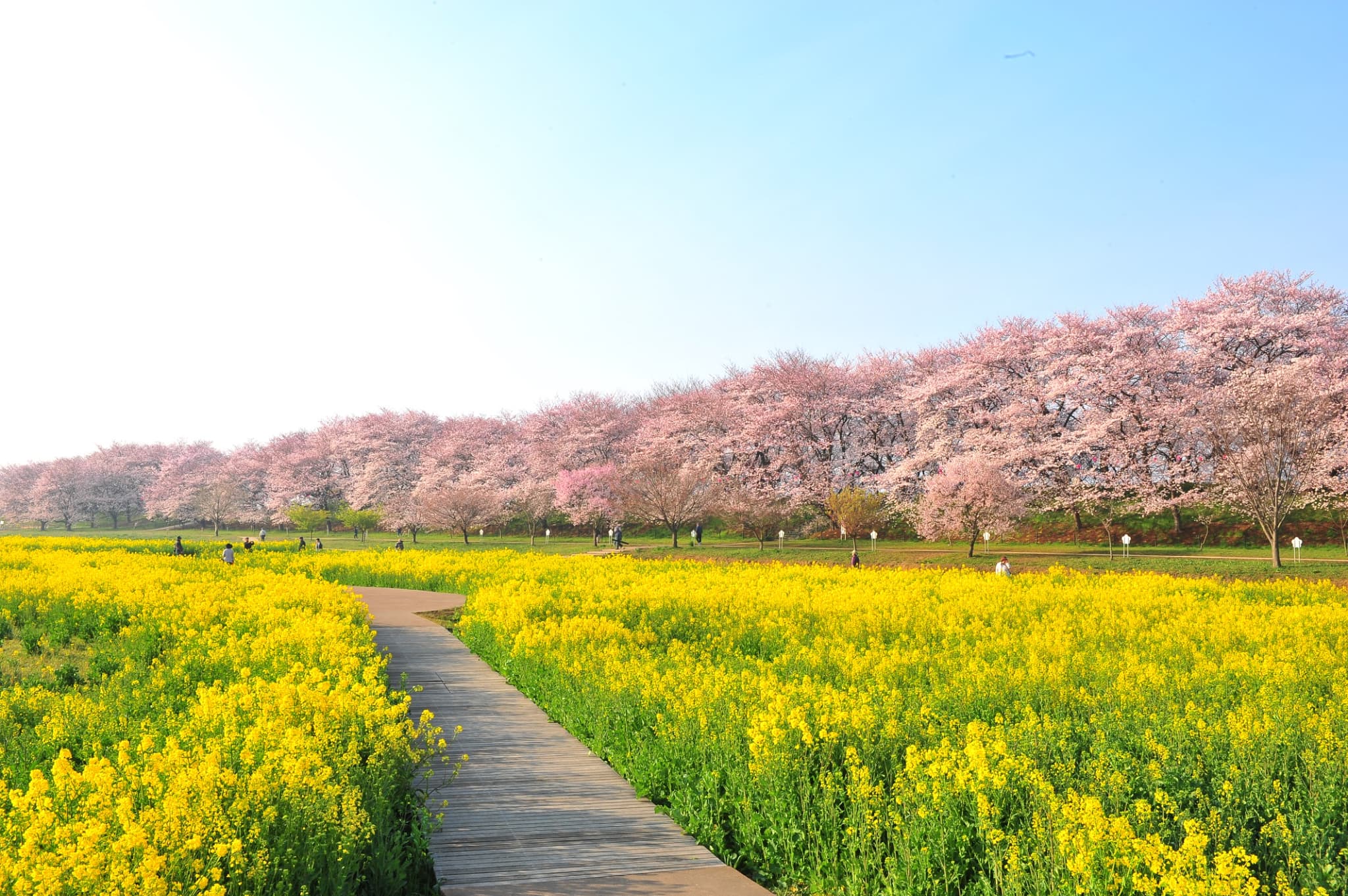 Local Spots to Enjoy Sakura! Avoid the Crowds and Enjoy Photographing the Blossoms!