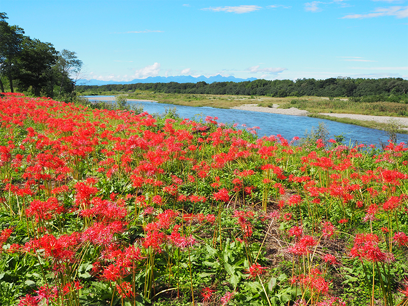 乌川彼岸花