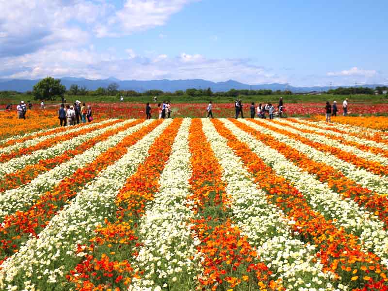 Poppy Happy Square