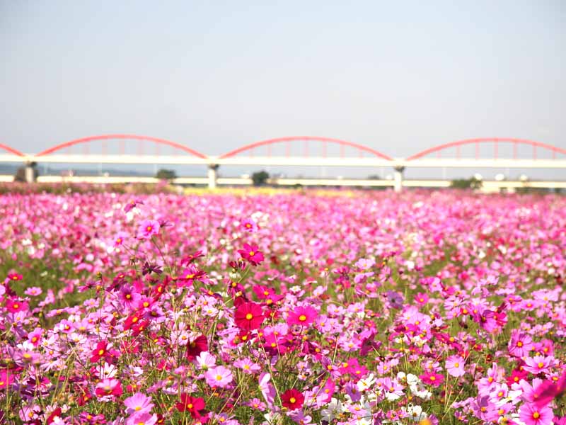 Around Cosmos Arena Fukiage