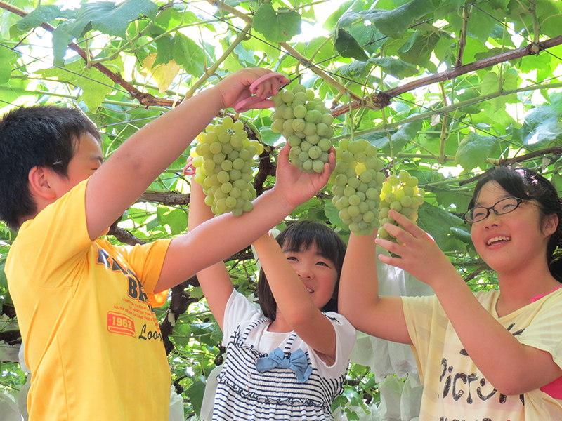 Grape Picking in Chichibu, Yokoze Town