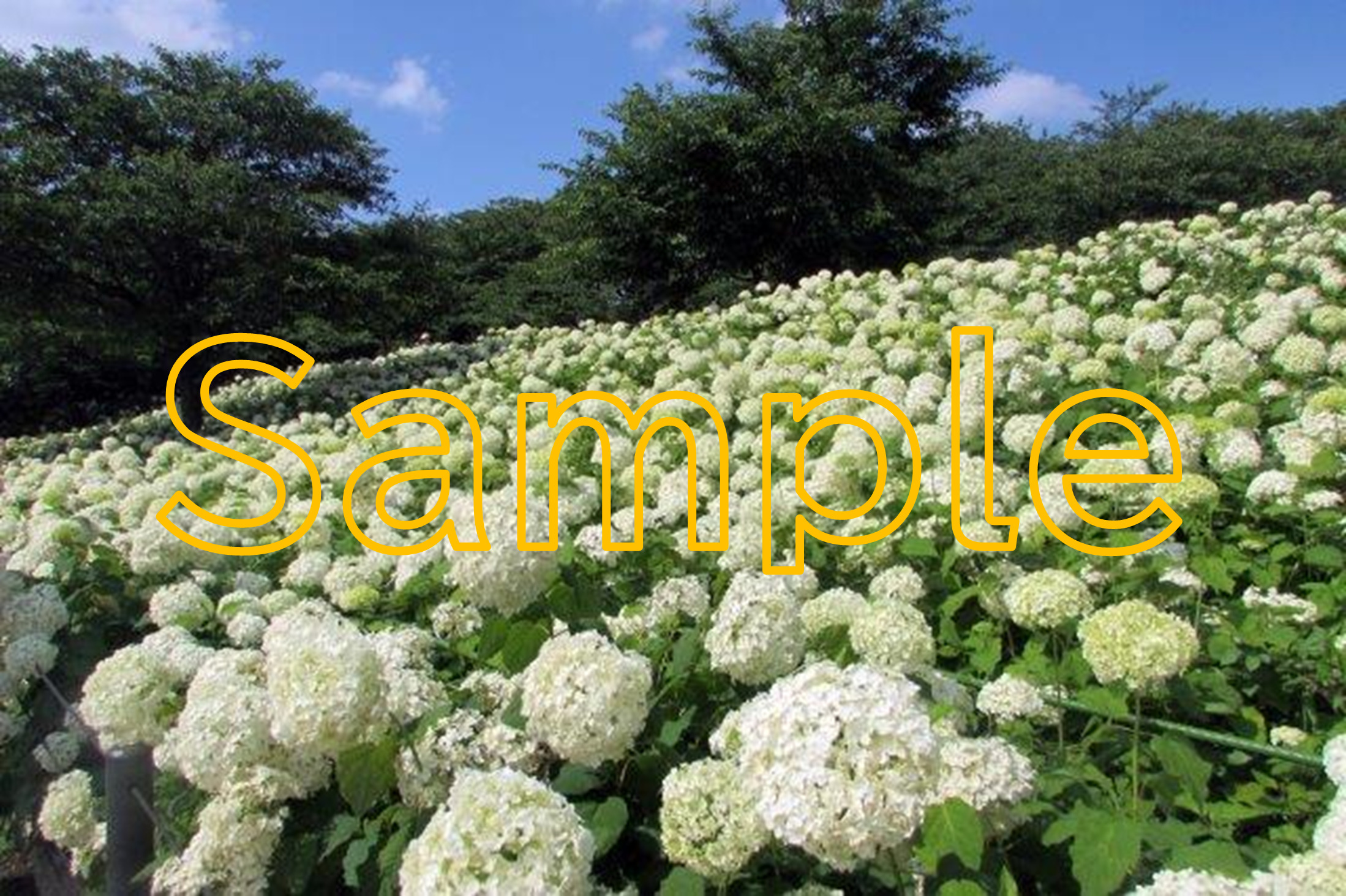 Hydrangeas in Gongendo banks