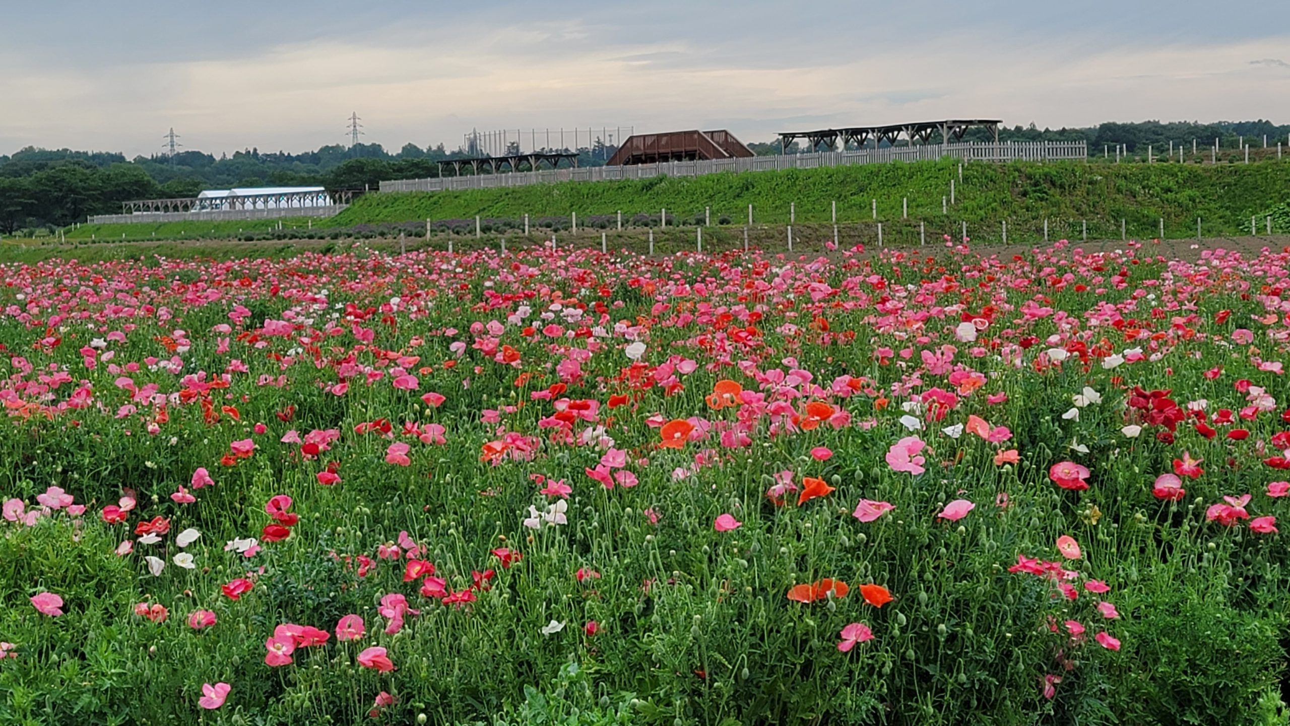 千年の苑ラベンダー園