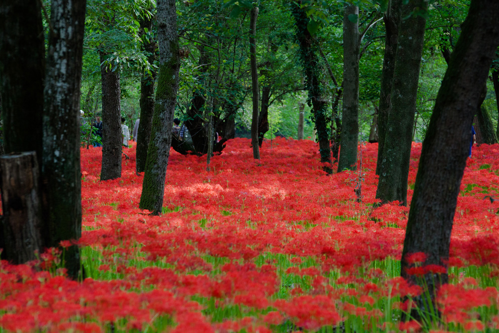 Kinchakuda Red Spider Lily Park