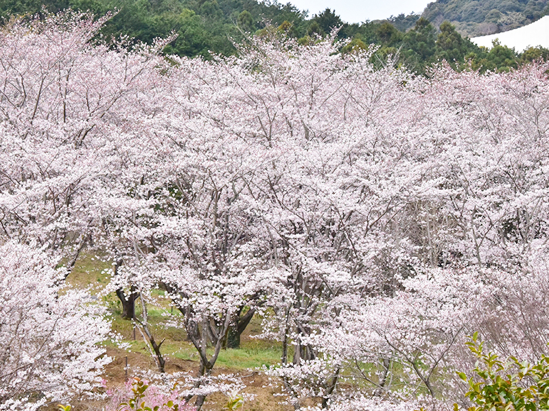 さくらの山公園