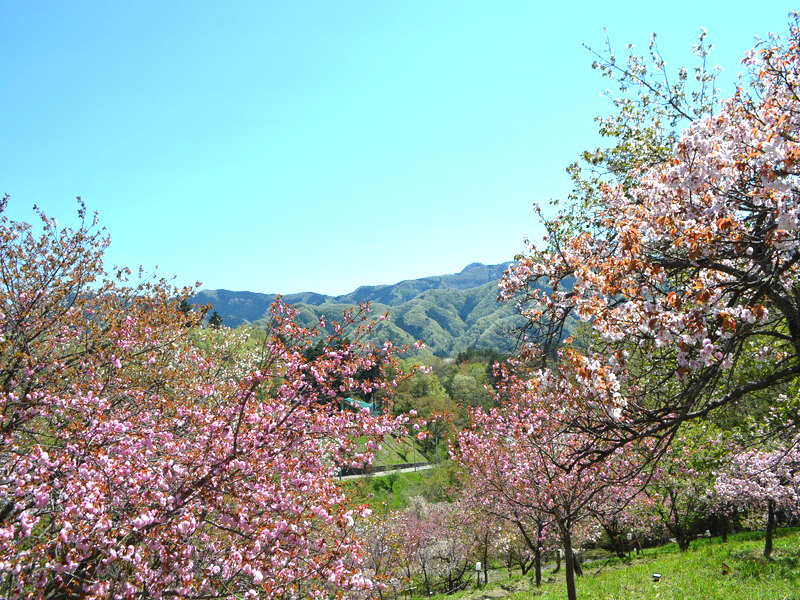 長瀞櫻花 (北櫻通、櫻花大道)