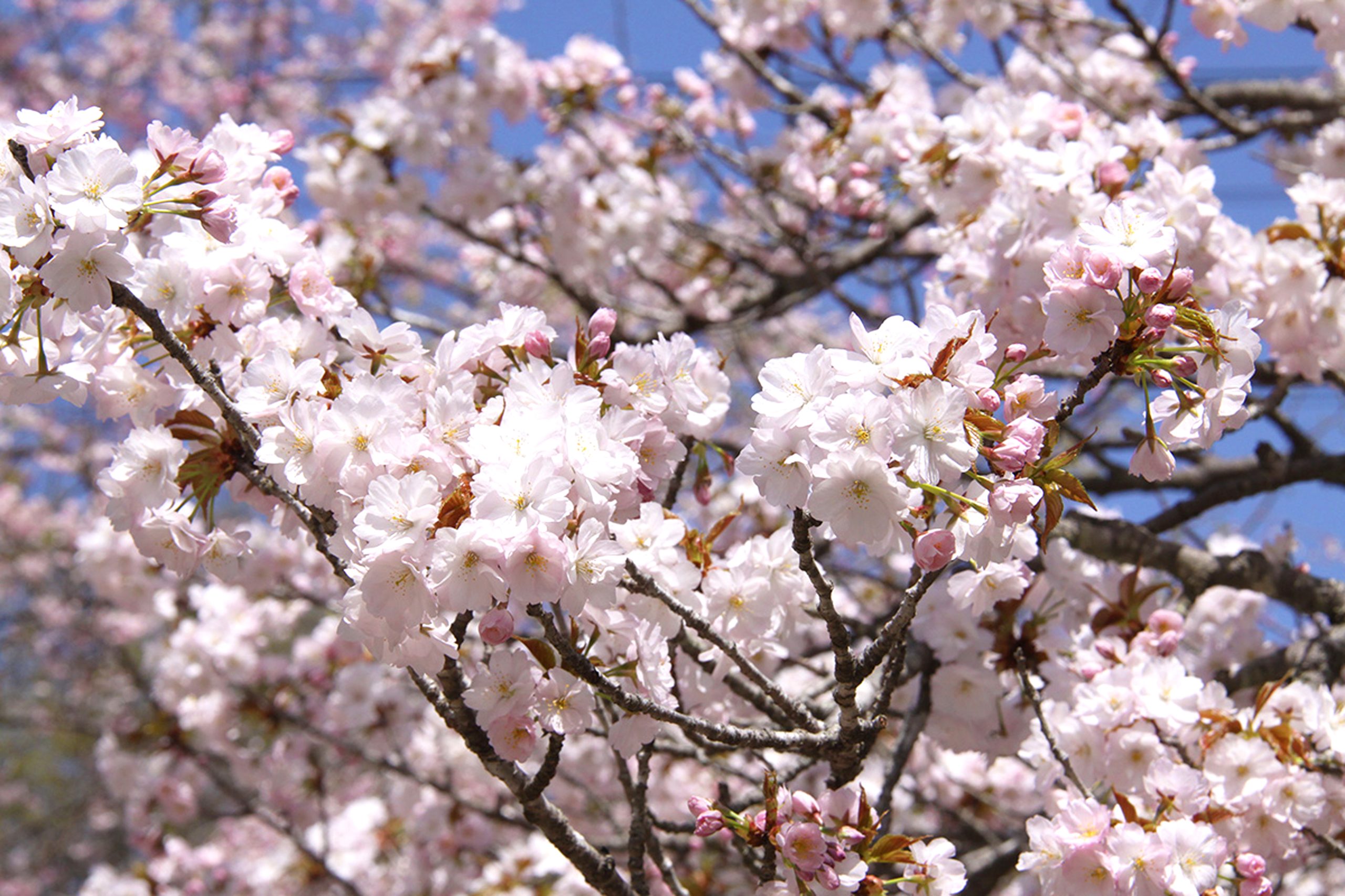 长瀞樱花 (北樱通、樱花大道)