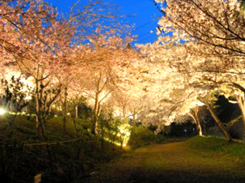 长瀞樱花 (北樱通、樱花大道)