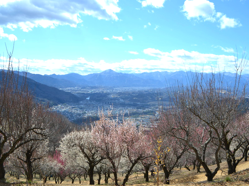 Mt. Hodo Umehyakkaen Garden