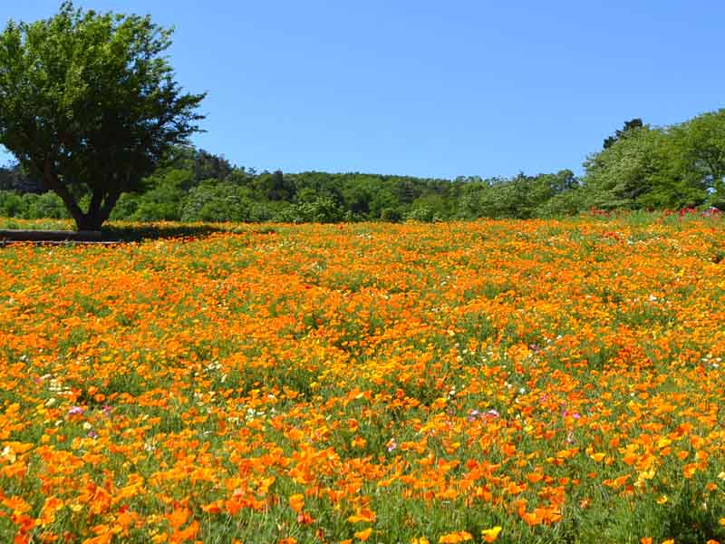 Hanabishisou Garden (Golden Poppy)