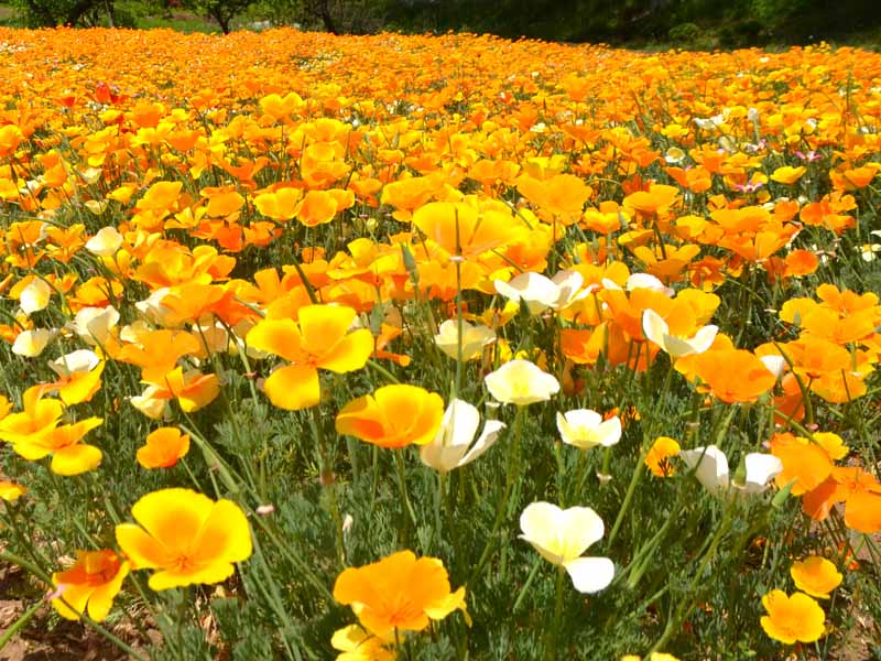 Hanabishisou Garden (Golden Poppy)