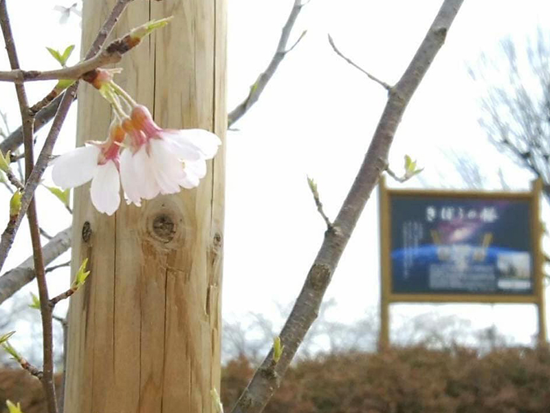 関公園のきぼうの桜