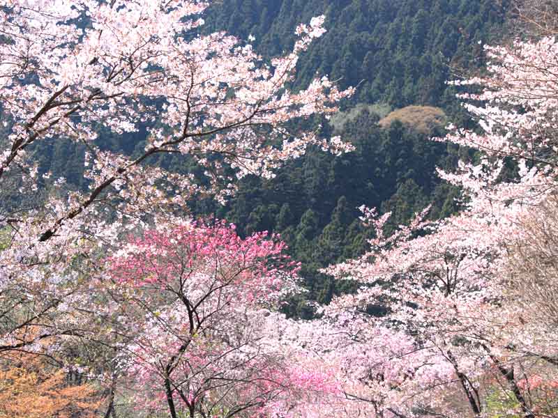 城峯公園