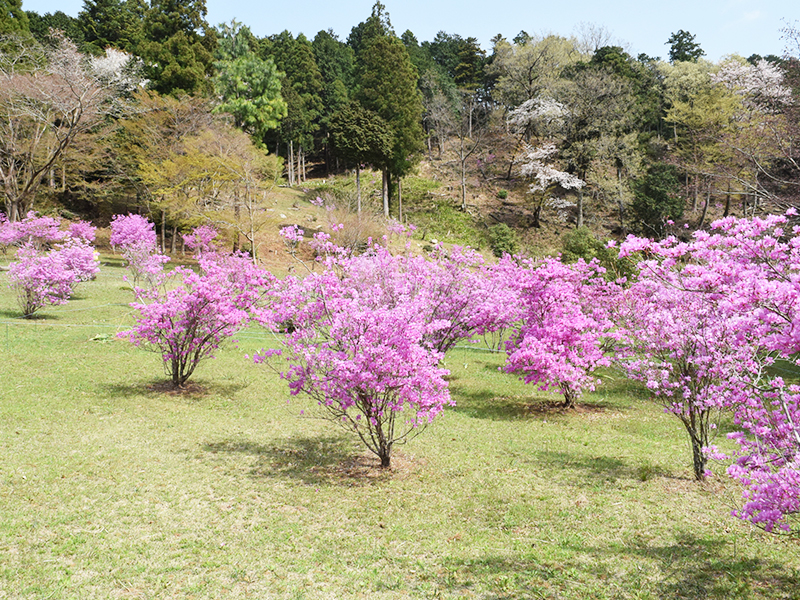 Mitsuba Tsutsuji – Rhododendron dilatatum