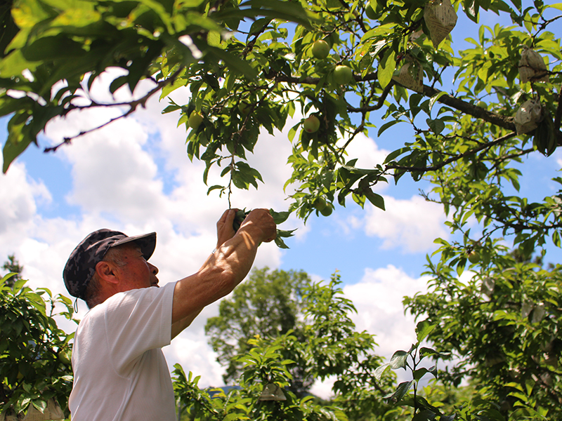 Kotohira Orchards