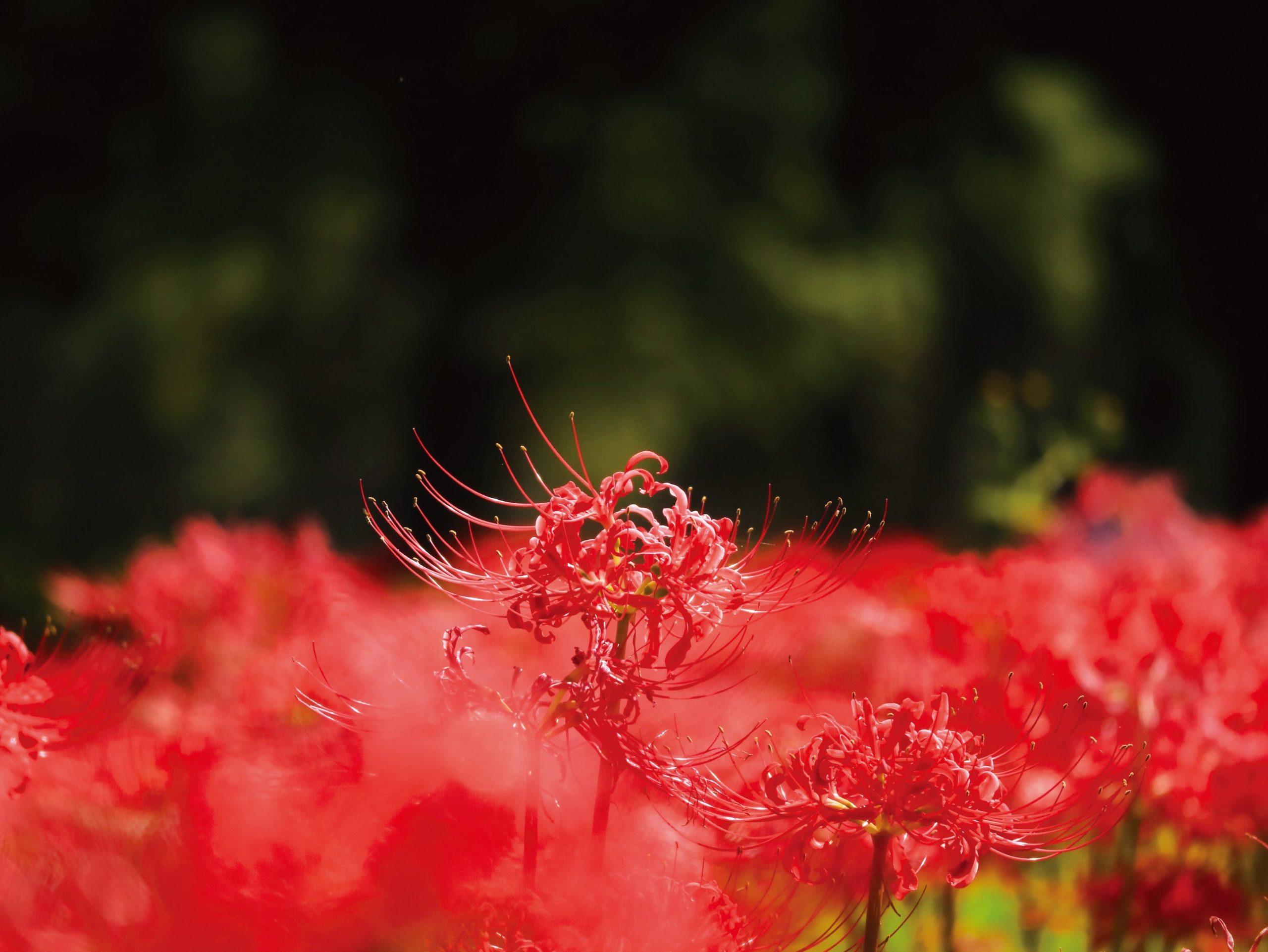 The spider lily of Karasu river