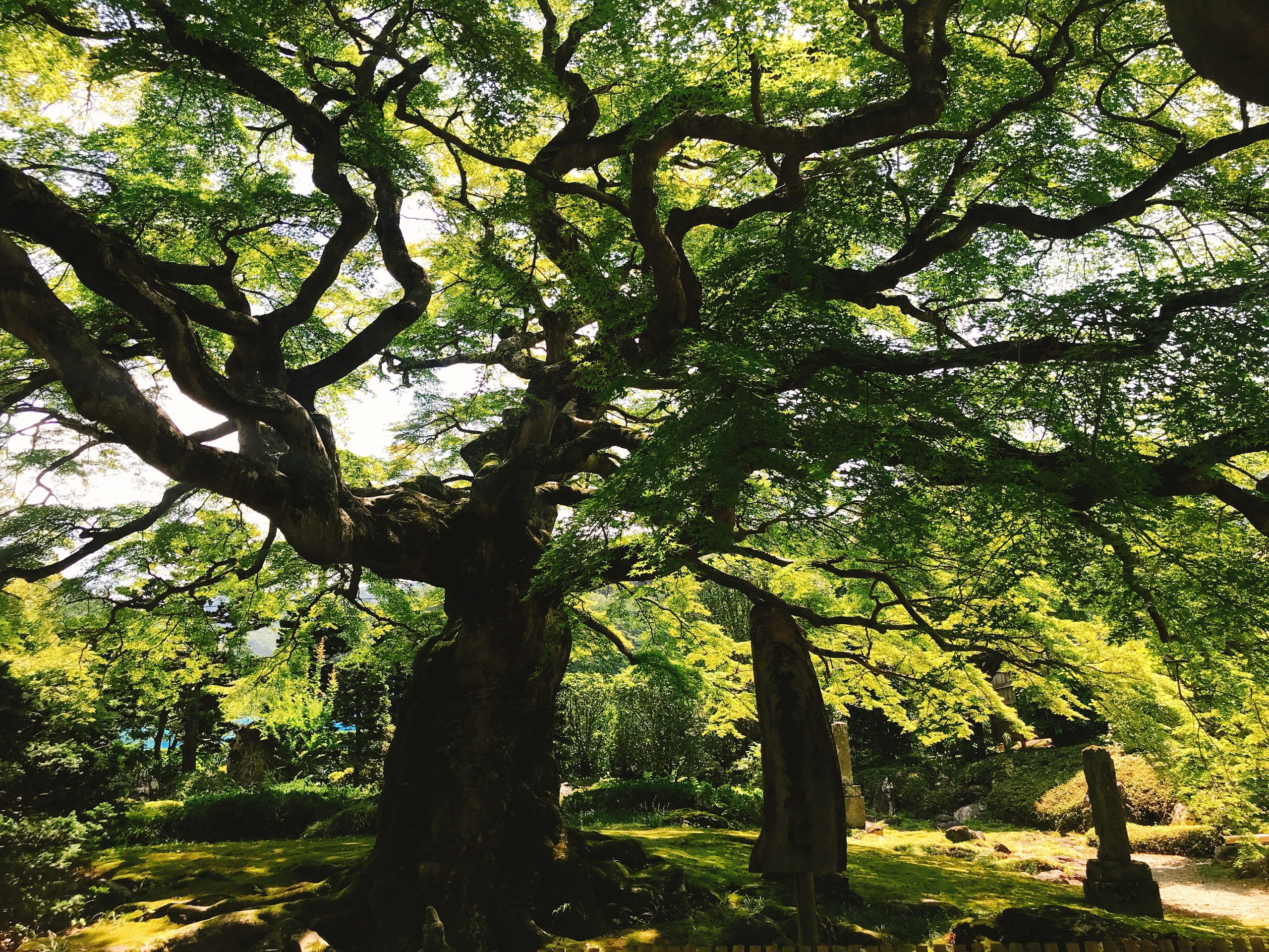 秩父札所第八番 西善寺 (别名树龄600年的红枫寺)