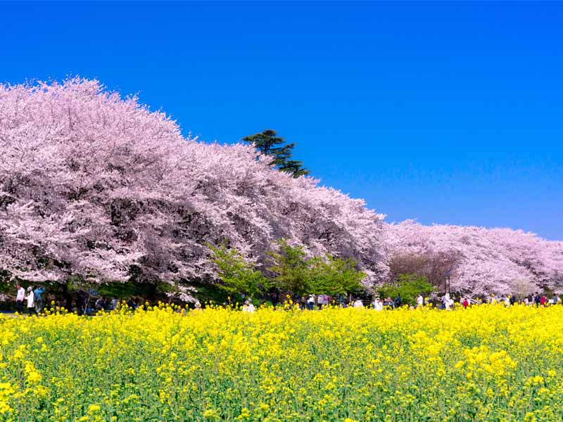 権現堂公園