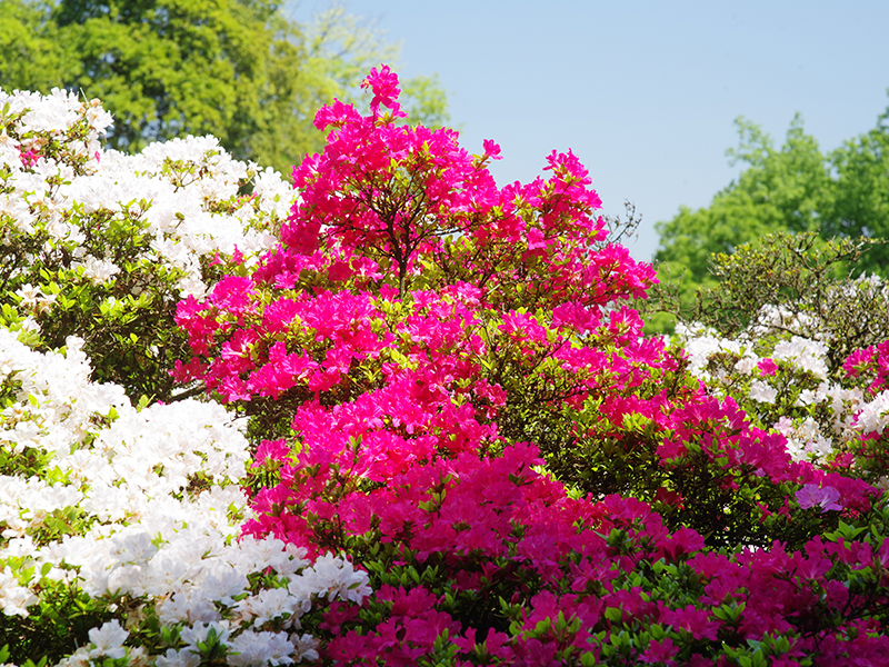 Godaisontsutsuji Park