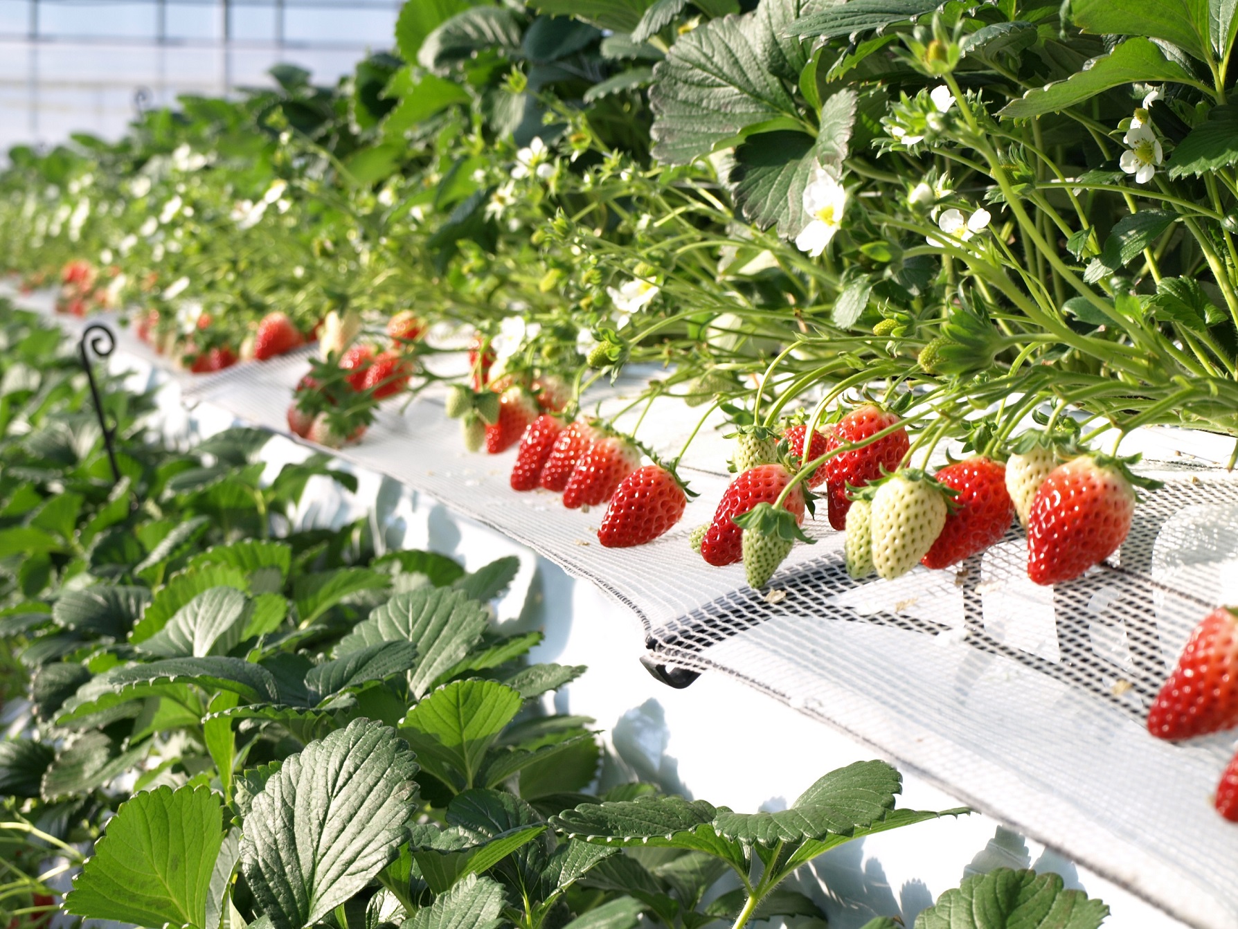 Nestled in Eastern Honshu, within the renowned Kanto Region, Koshigaya Ichigo Town proudly boasts itself as one of the largest Strawberry Picking farms in the region.