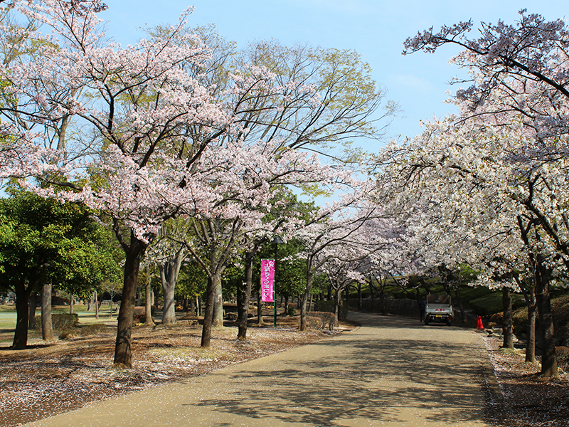 Ageo Maruyama Park