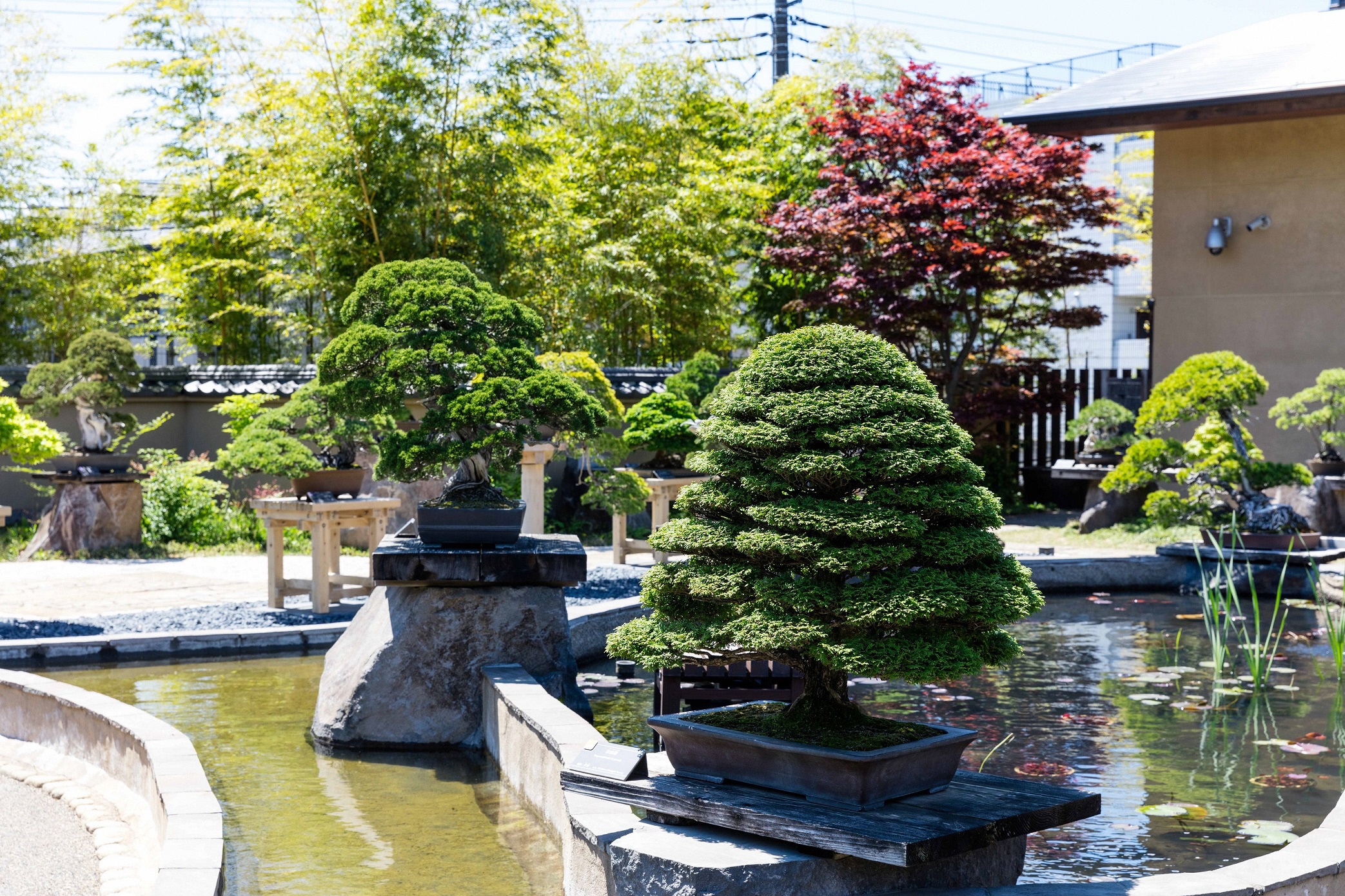 Saitama City Omiya Bonsai Art Museum