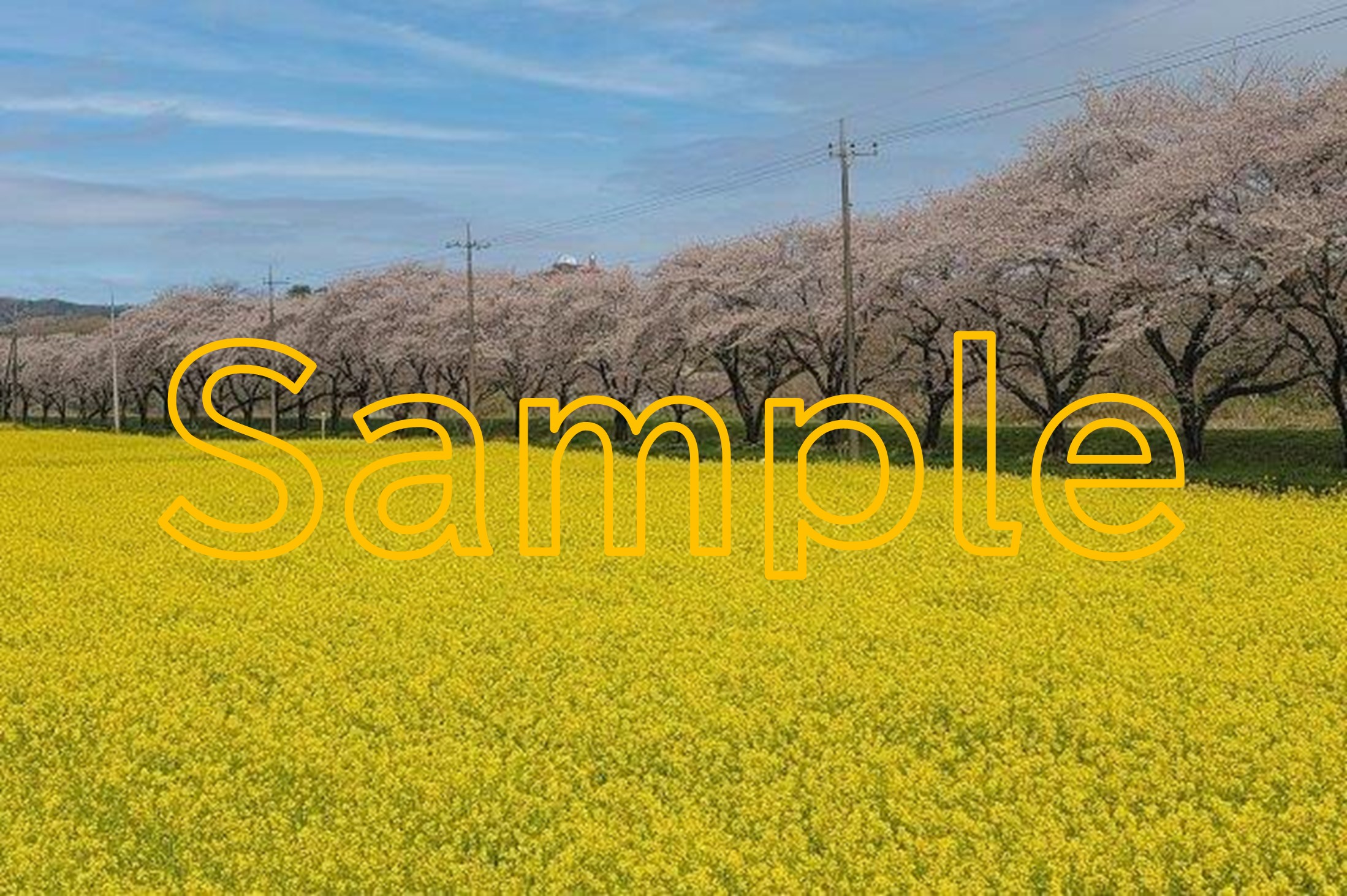 Tokigawa Cherry Blossom banks (Near School Bridge)