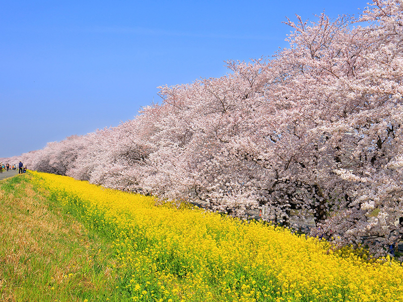 熊谷桜堤