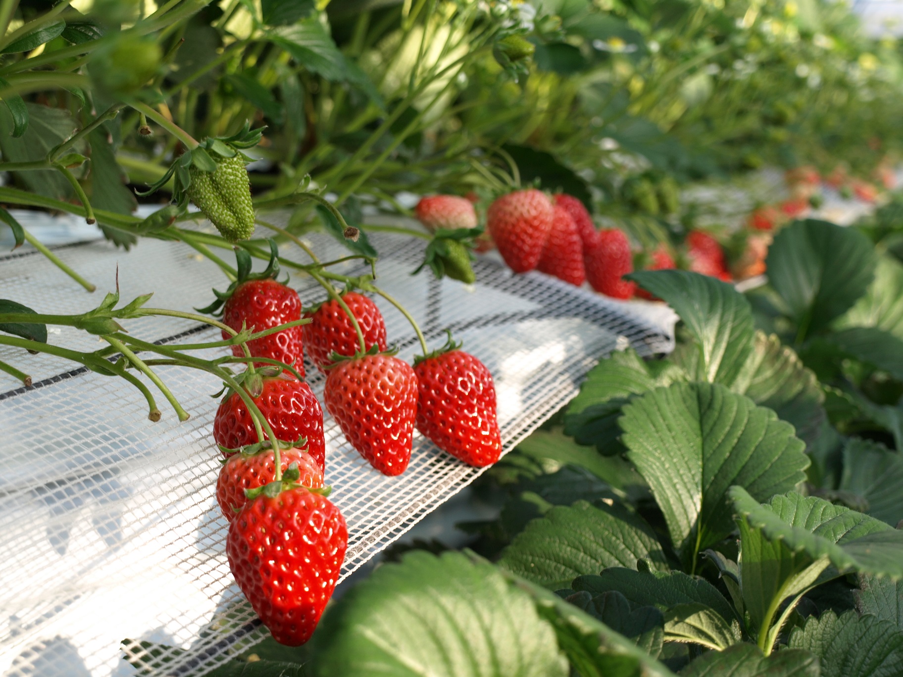 Nestled in Eastern Honshu, within the renowned Kanto Region, Koshigaya Ichigo Town proudly boasts itself as one of the largest Strawberry Picking farms in the region.