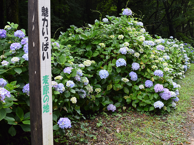 绣球花街道