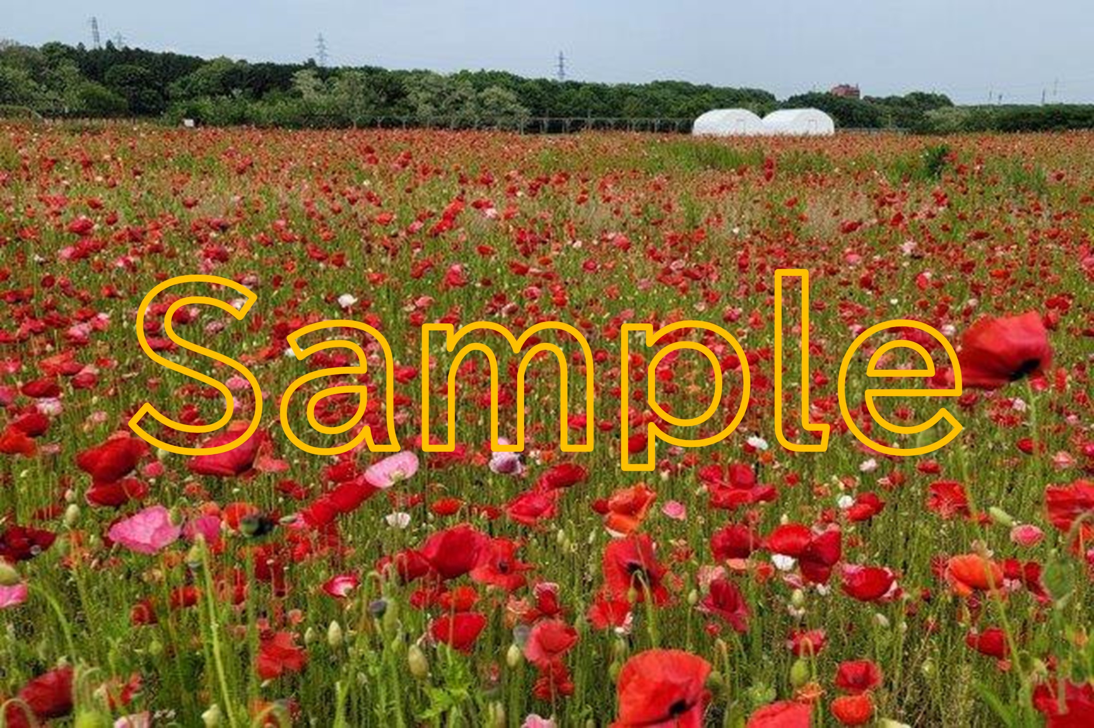 Poppy Fields in Sennen-no-sono