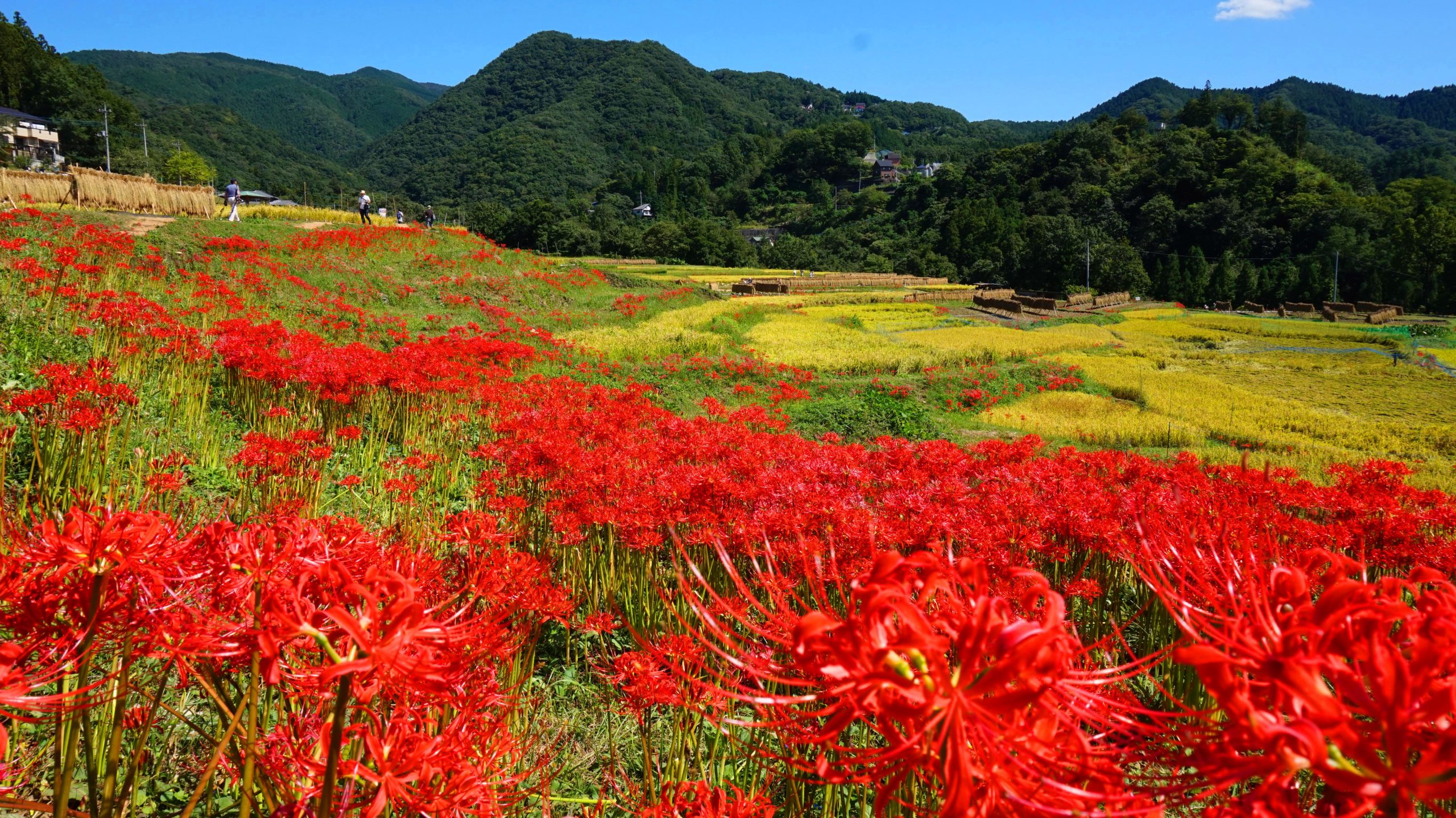 寺坂棚田