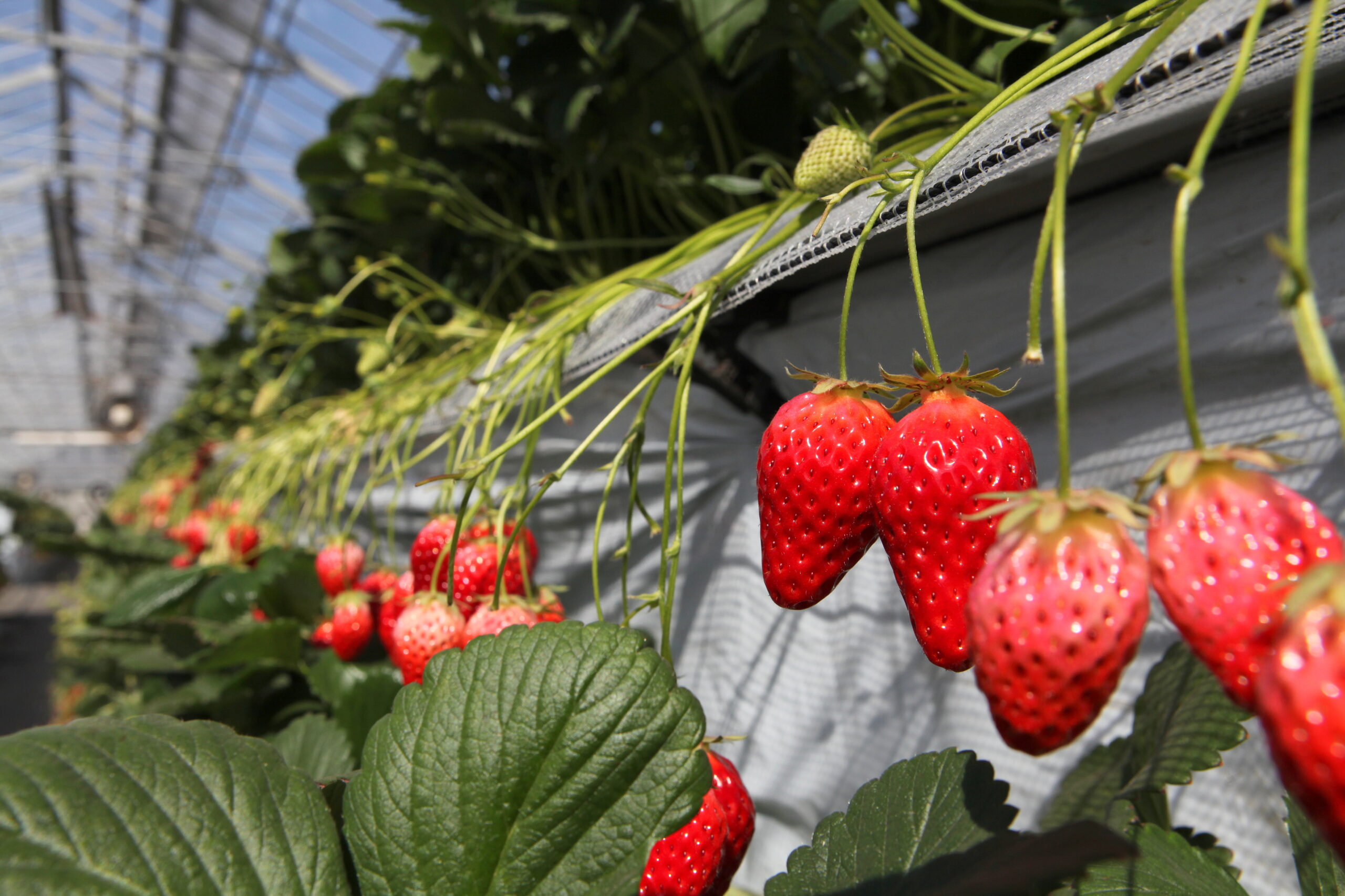 For a limited time, immerse yourself in a seasonal fruit-picking experience at Sayama Berryland.