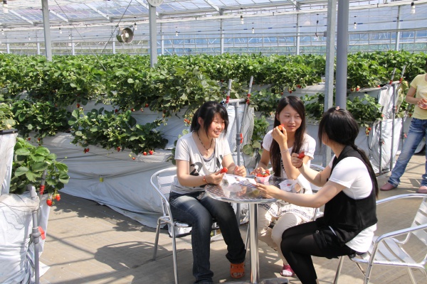 For a limited time, immerse yourself in a seasonal fruit-picking experience at Sayama Berryland.