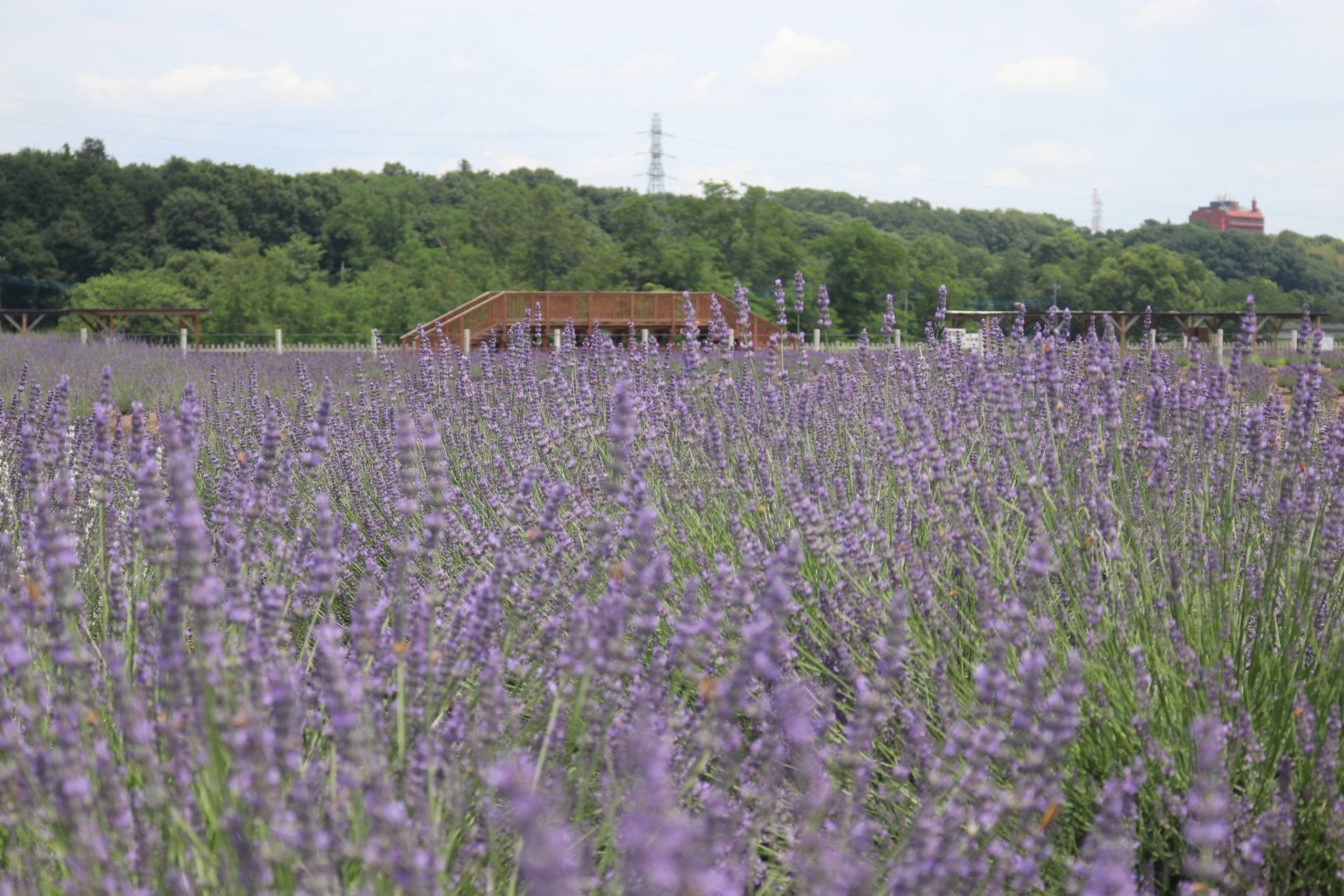 Sennen no Sono Lavender Field