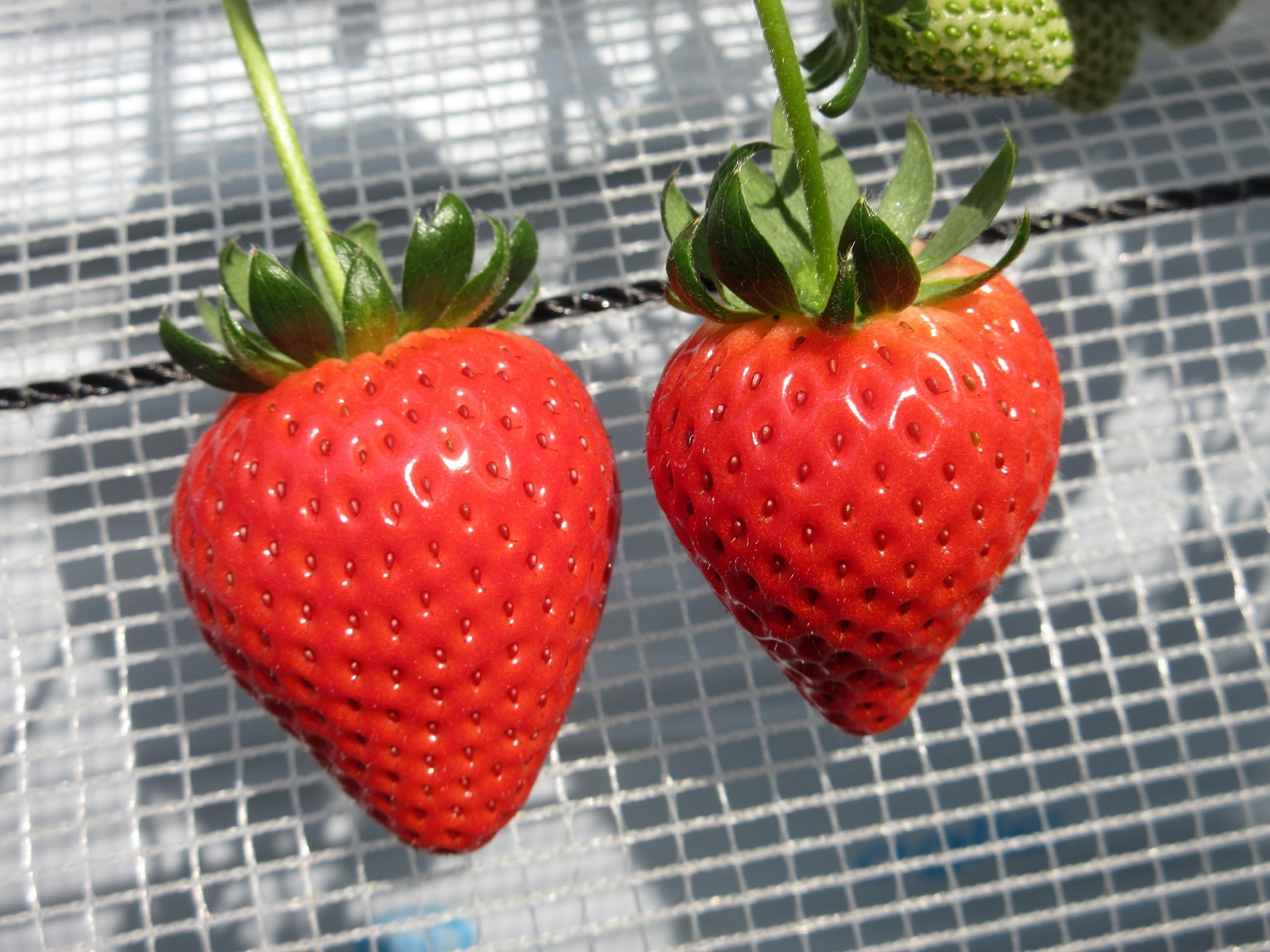 Nestled in Eastern Honshu, within the renowned Kanto Region, Koshigaya Ichigo Town proudly boasts itself as one of the largest Strawberry Picking farms in the region.