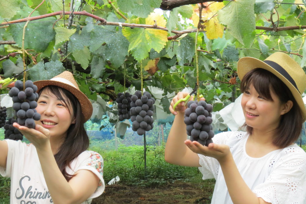 Ashigakubo Fruits Village