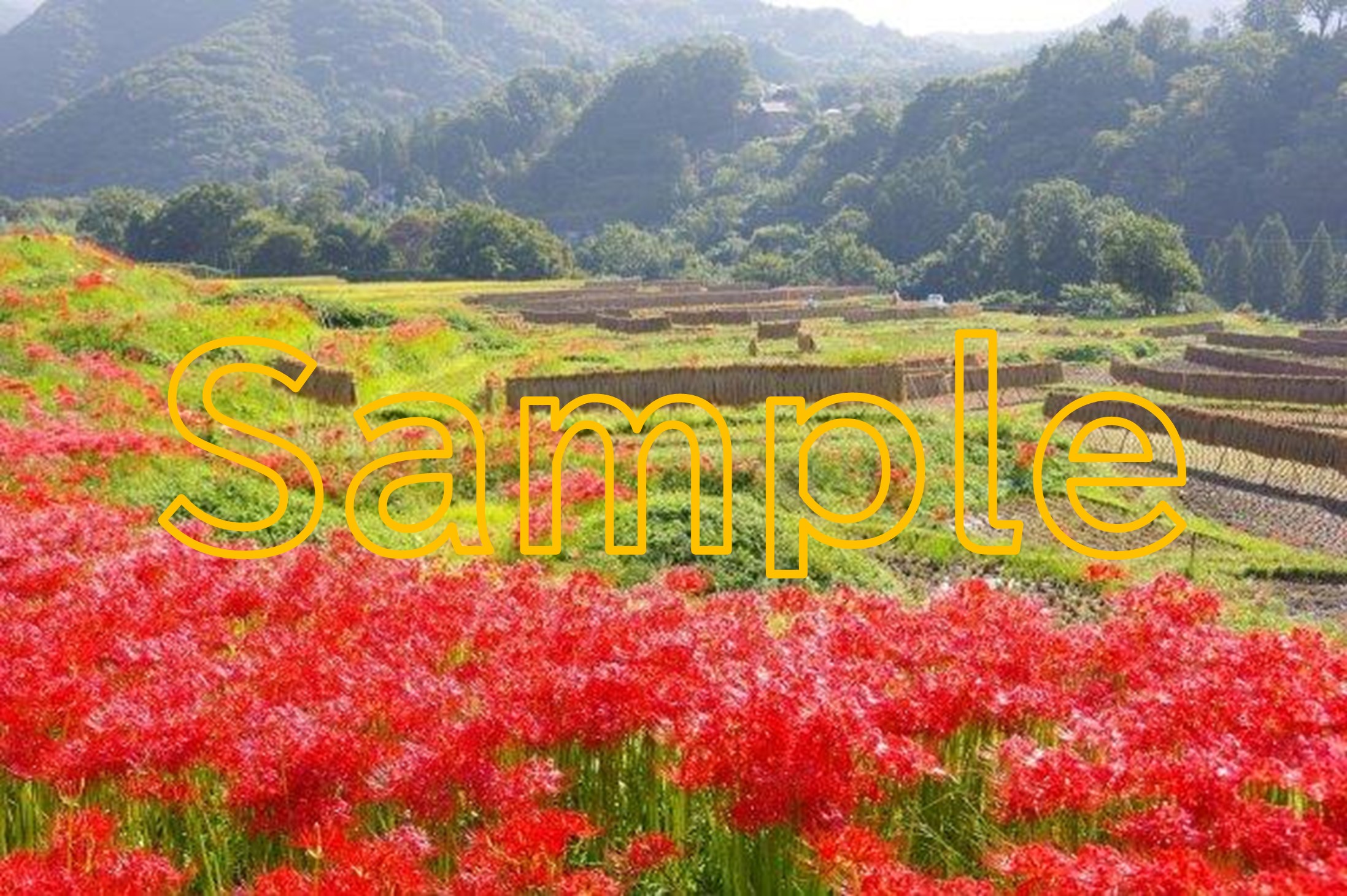 Terasaka Terraced Rice Fields