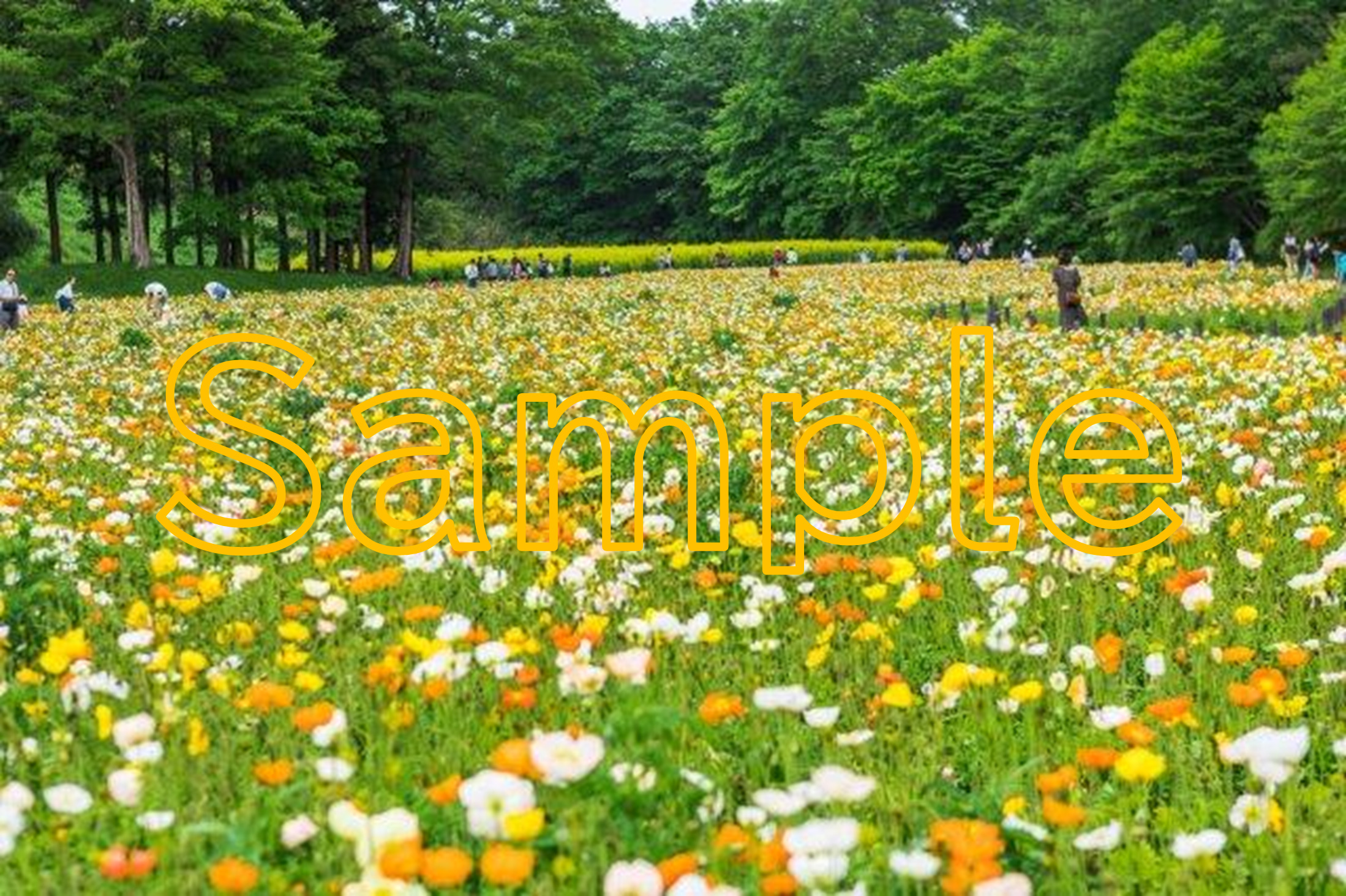 Poppy at Musashi-Kyuryo National Government Park