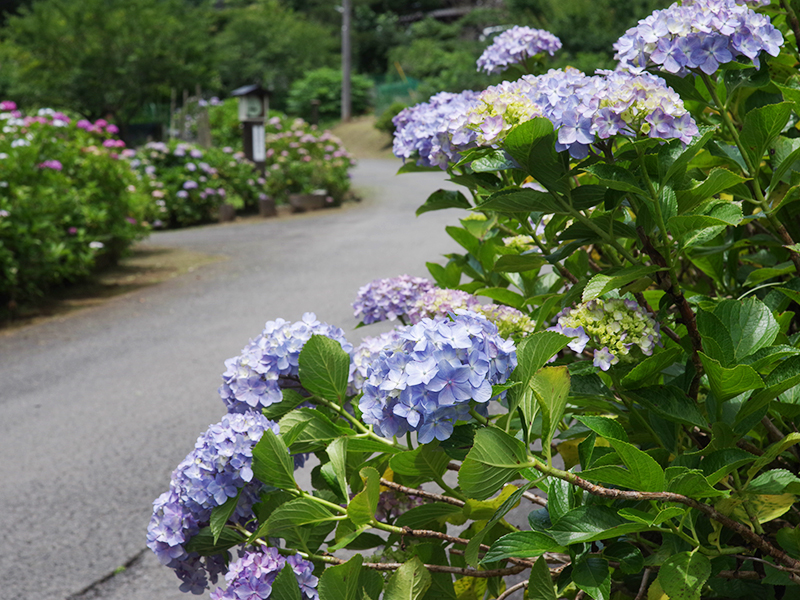 绣球花街道