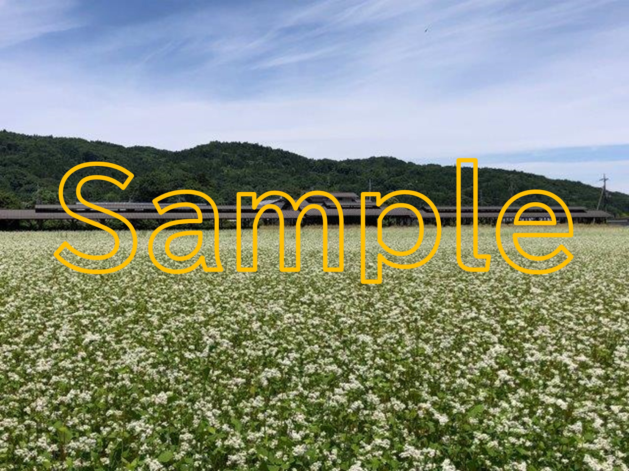 Buckwheat field in Chichibu