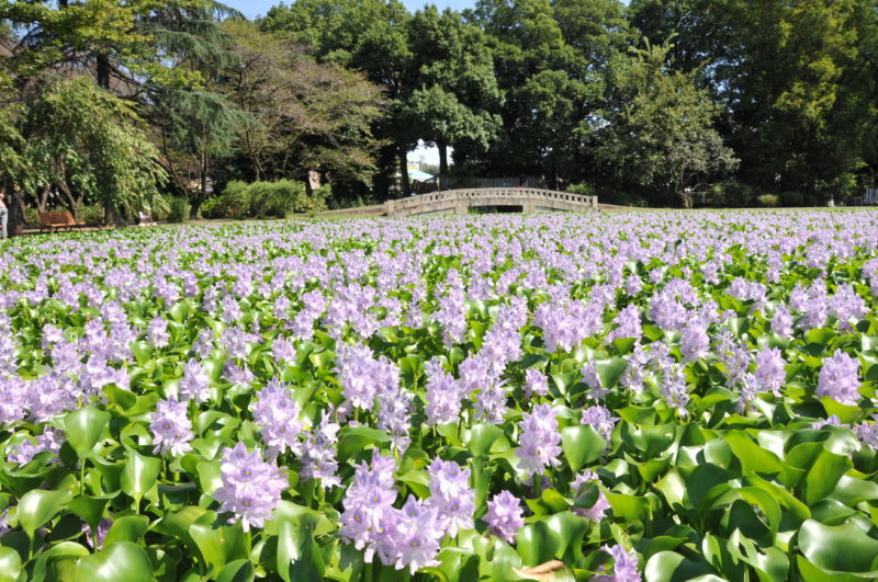 水城公园